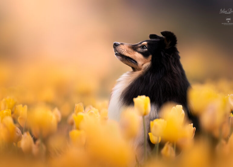 tulipani italiani arese fotografie