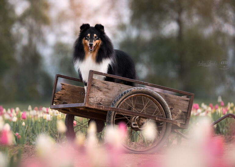 tulipani italiani cani foto