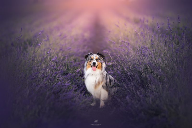viale lavanda clivio