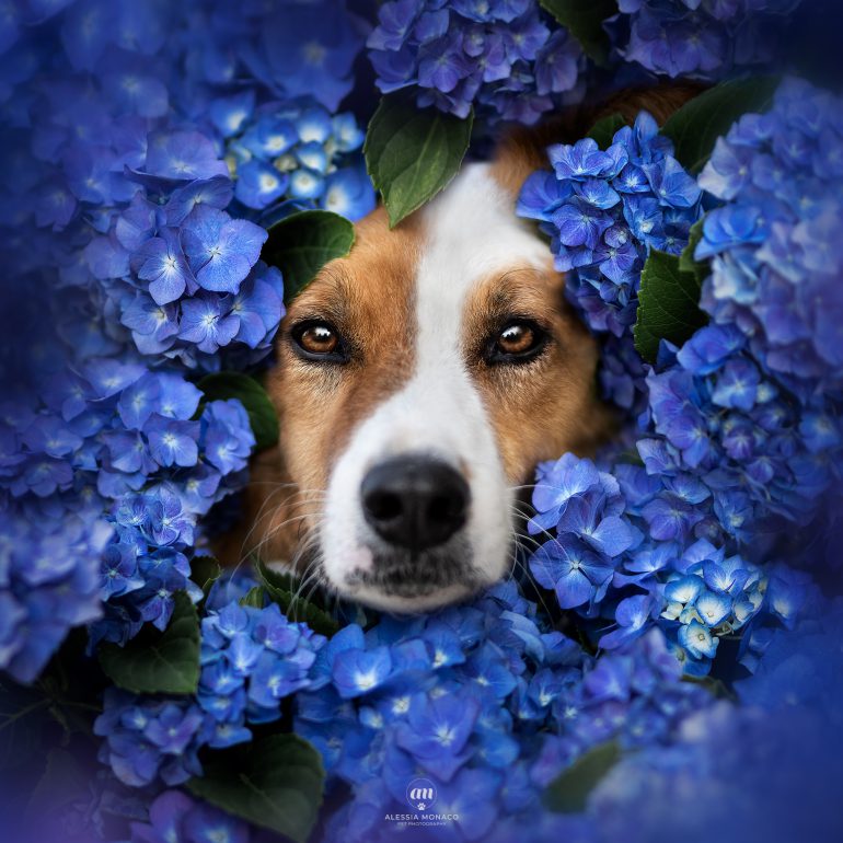dog in flowers