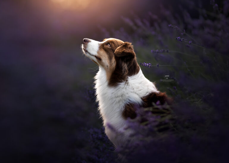 australian shepherd lavender