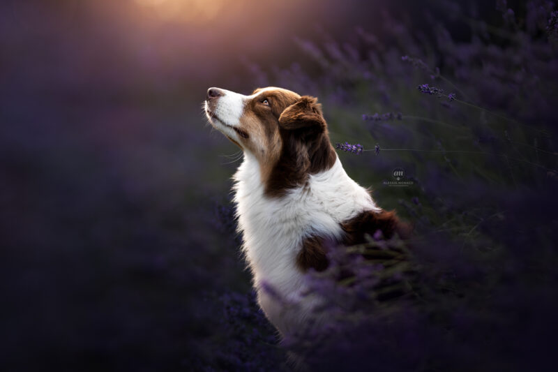 australian shepherd lavender