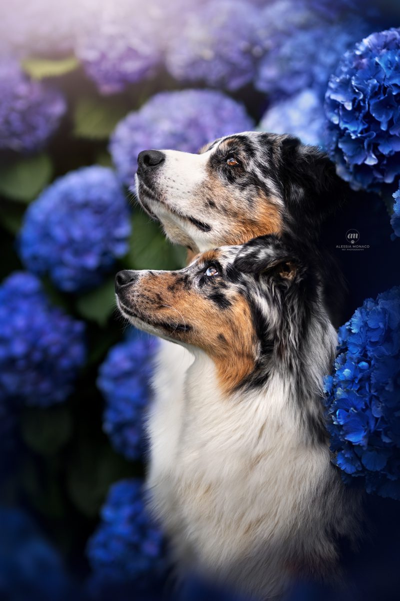australian shepherd ortensie