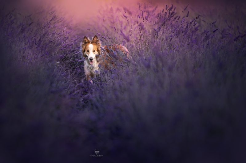campo di lavanda a varese