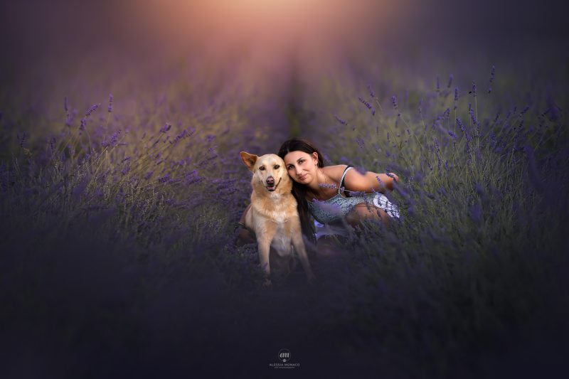 cani nella lavanda