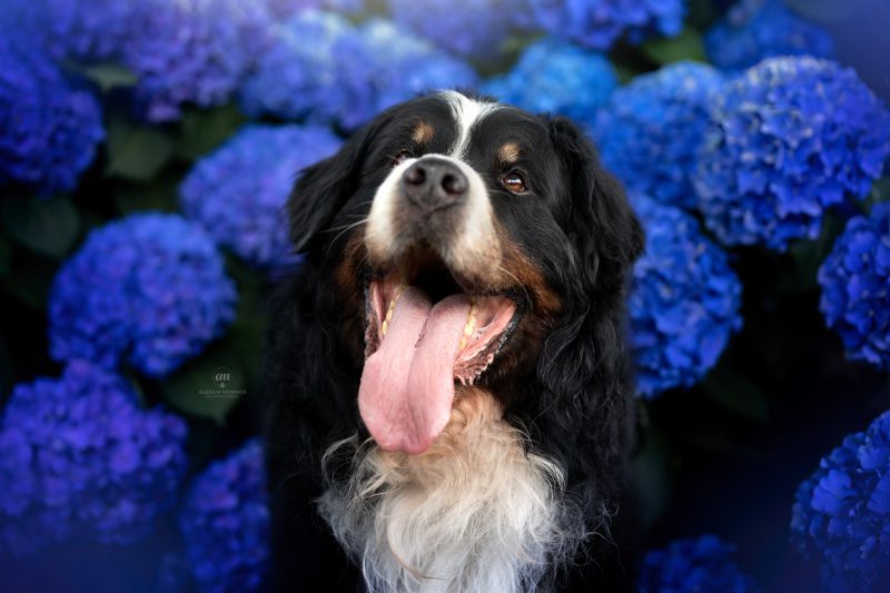 cani nelle ortensie varese