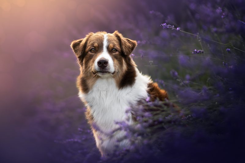 fotografo cani lavanda