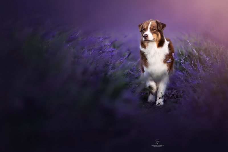 lavanda viale lavanda