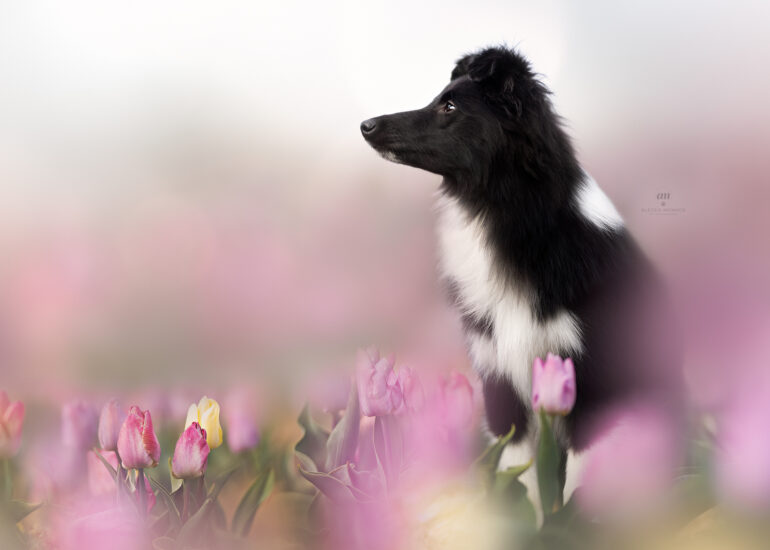 oreo shetland sheepdog fillory