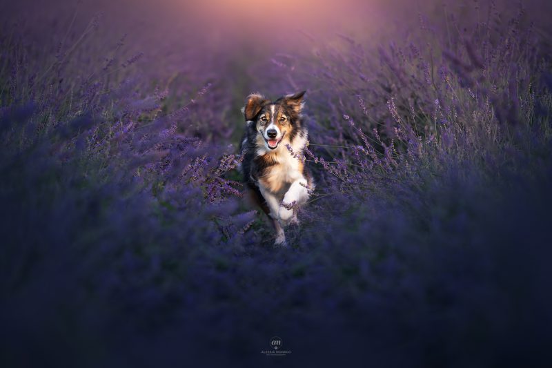 servizi fotografici lavanda varese