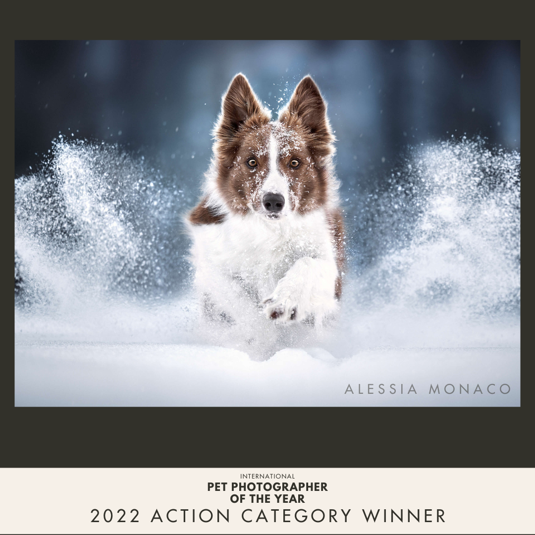 top action pet photographer of the year