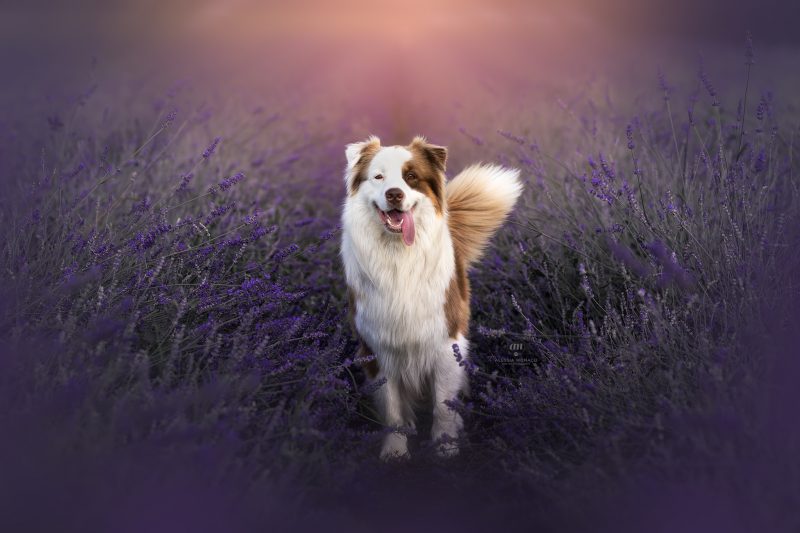 viale lavanda varese cani