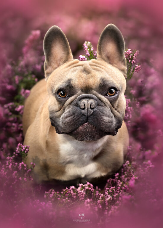 bulldog francese varese