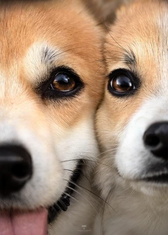 foto corgi occhio