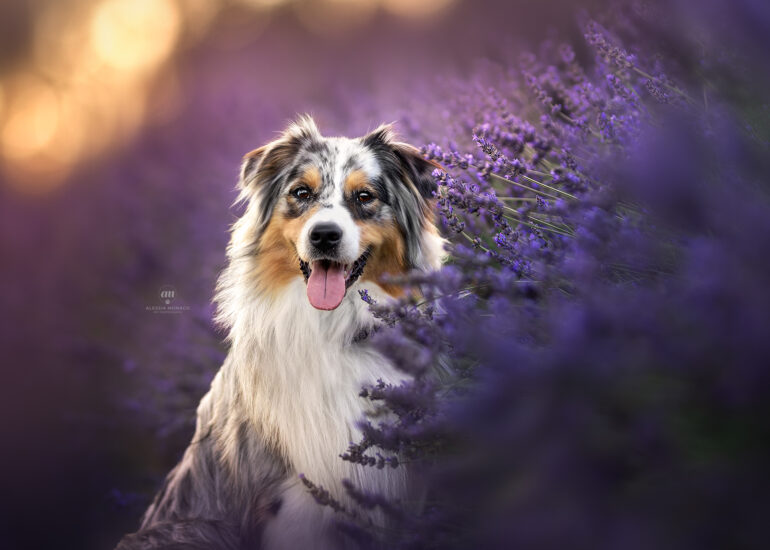 australian shepherd lavanda varese