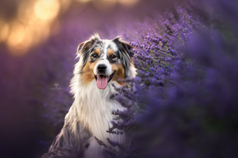 australian shepherd lavanda varese