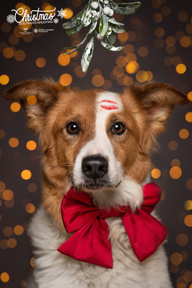 bacio cane vischio
