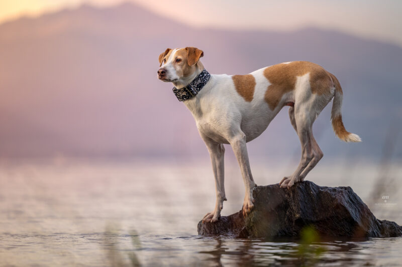 cane al lago ispra