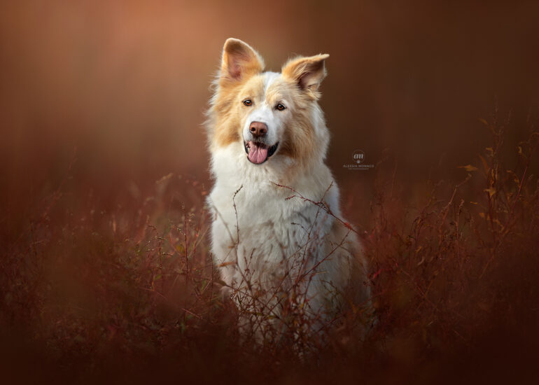 cane autunno ispra