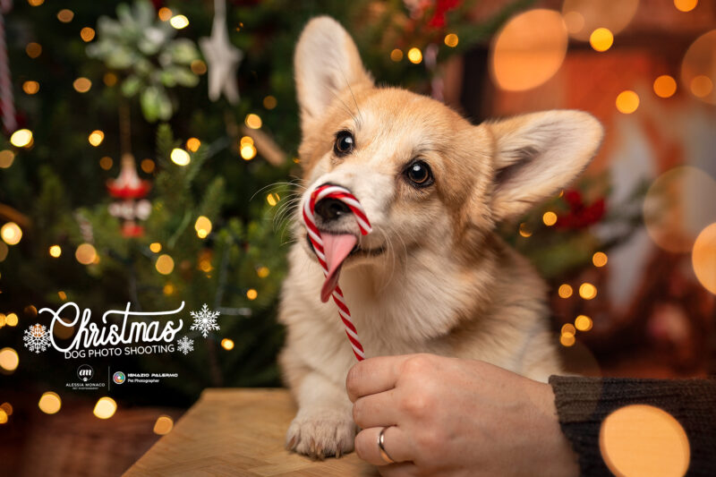 cane con candy cane
