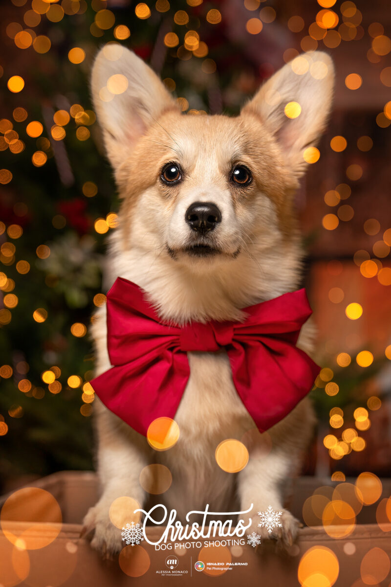 fotografie di natale cani