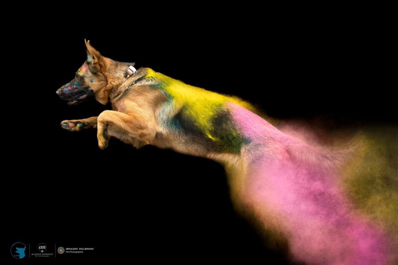 holi il cane utile