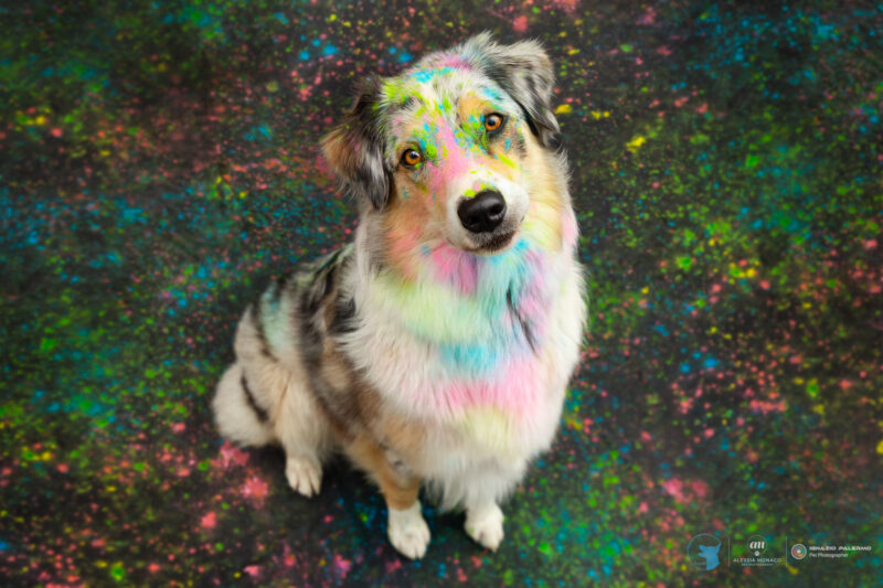 holi il cane utile
