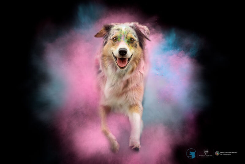 holi il cane utile