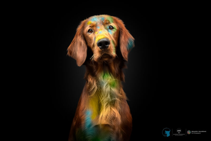 holi il cane utile