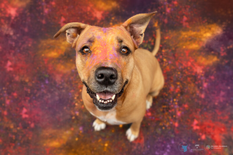 holi il cane utile