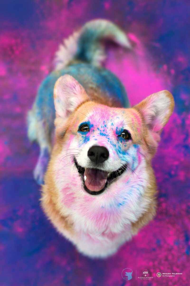 il cane utile evento holi