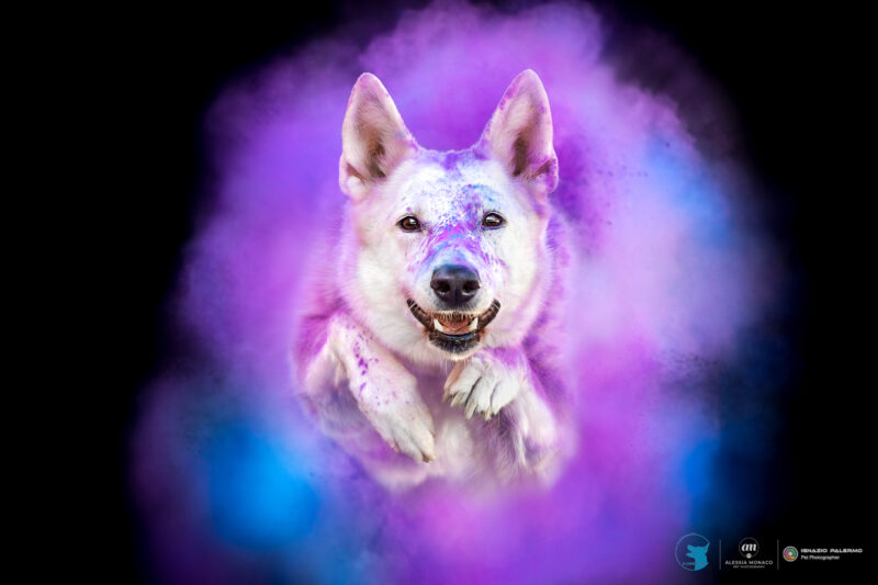 il cane utile holi alessia monaco
