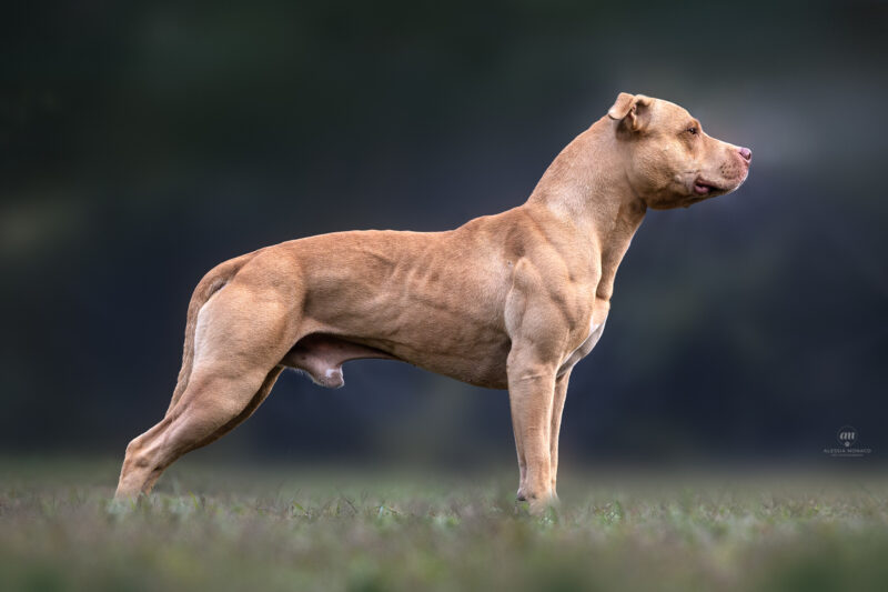 allevamento pitbull lombardia