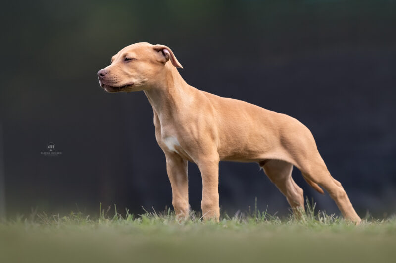 allevamento pitbull cucciolo maschio