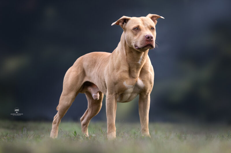 allevamento pitbull varese