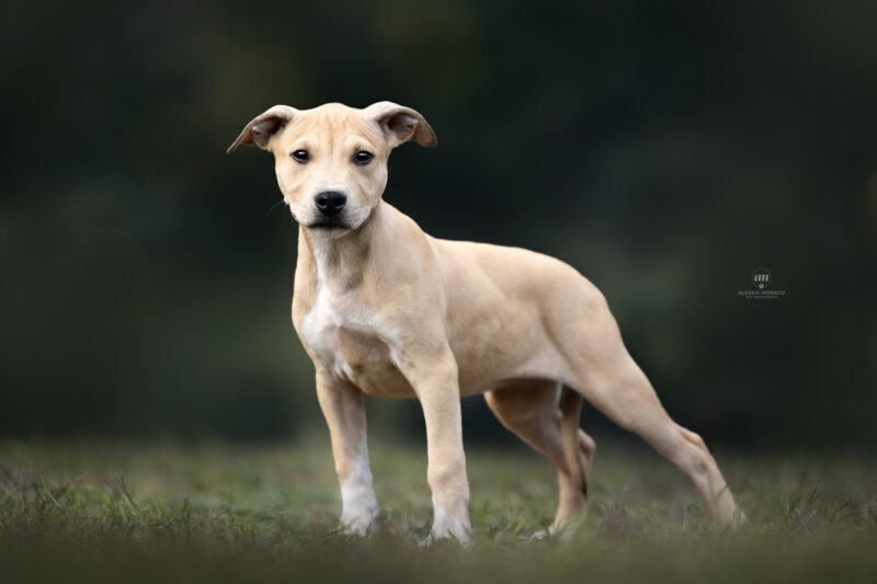 allevamento pitbull cucciolata