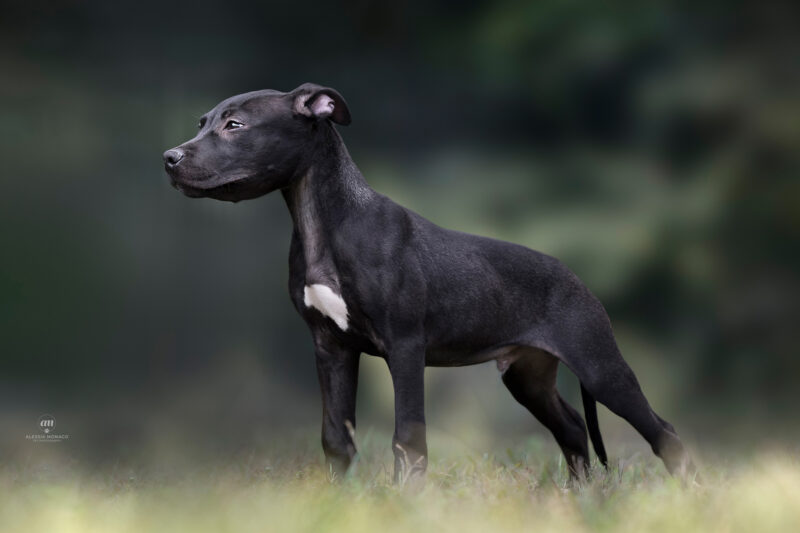 nitro klan kennel pitbull