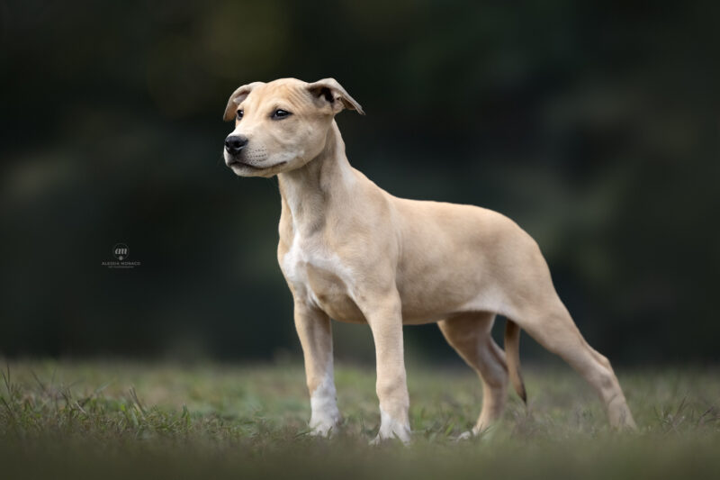 allevamento pitbull cucciolo