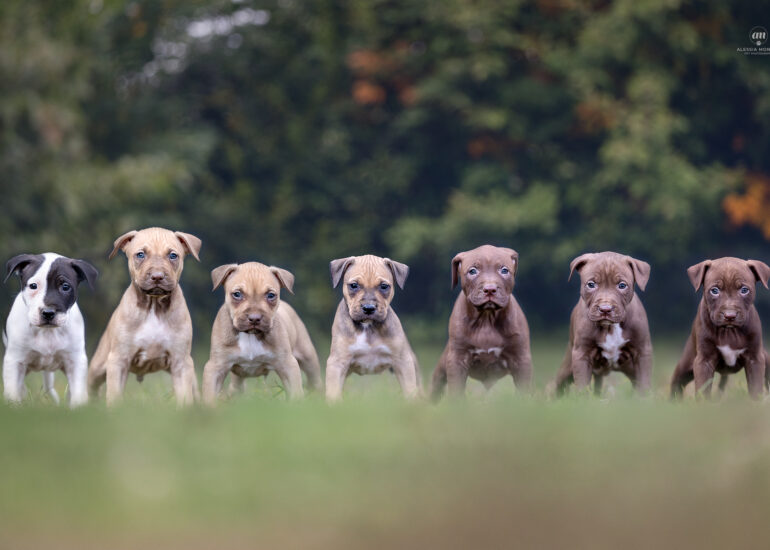 nitro klan kennel cucciolata