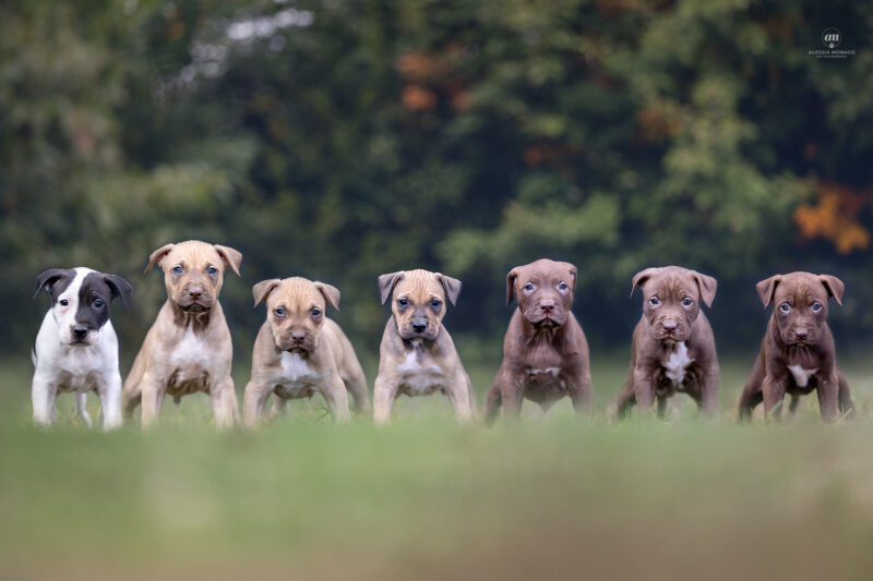 nitro klan kennel cucciolata