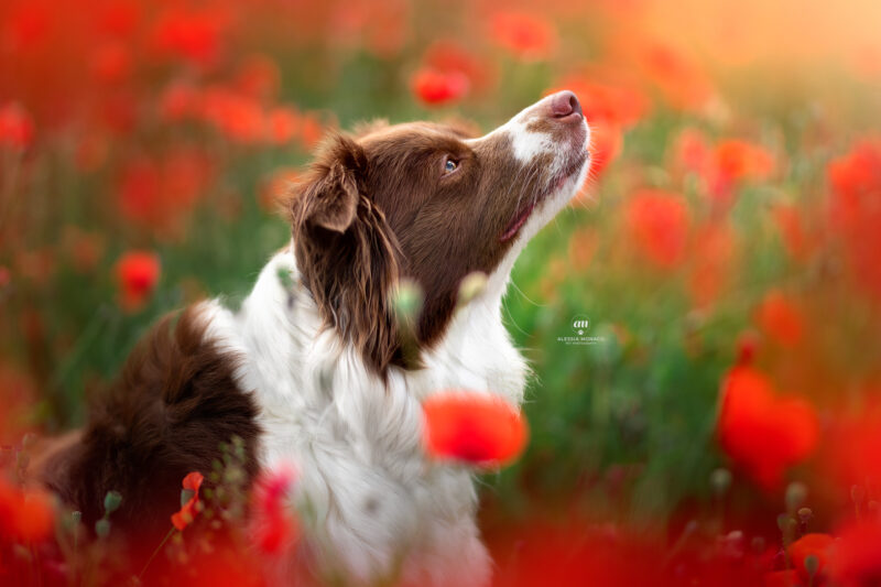 border collie nei papaveri