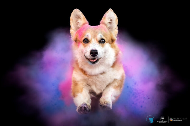 polveri holi il cane utile