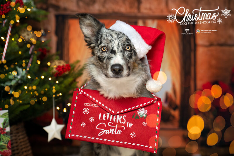 shooting di natale per cani a domicilio