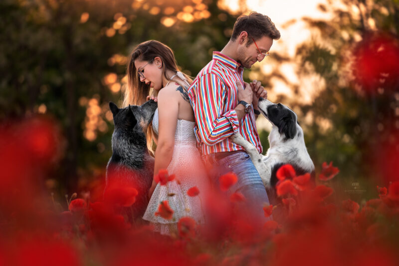 shooting fotografico papaveri busto arsizio
