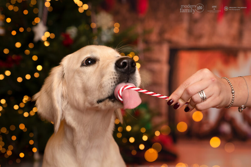 cane con lecca lecca natale