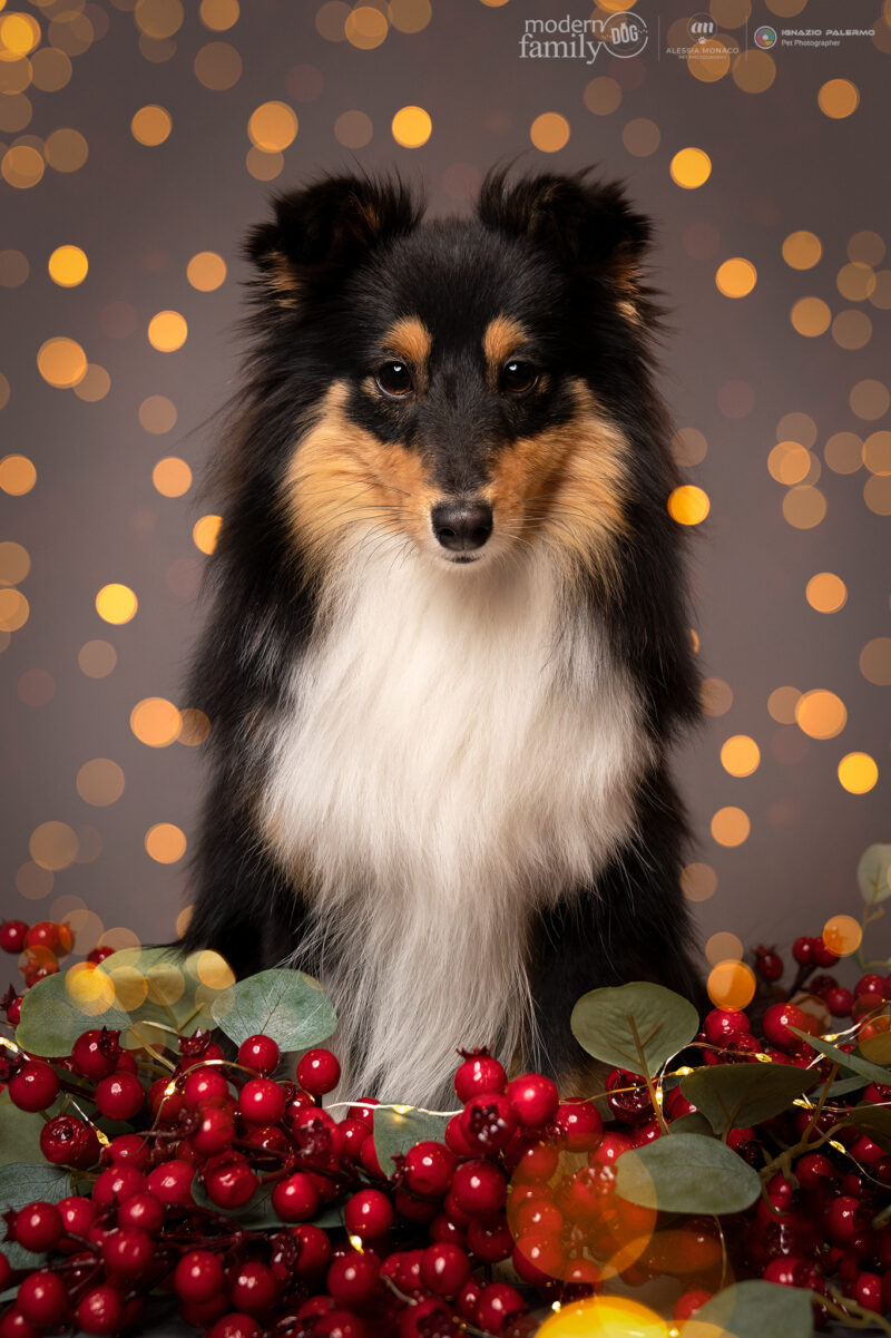 cani natale lombardia