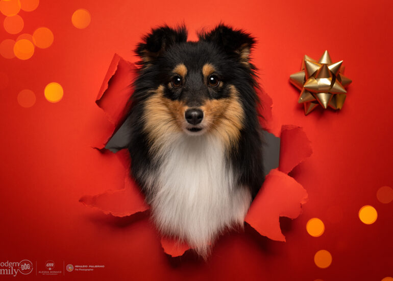 foto cani natale