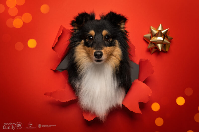 foto cani natale