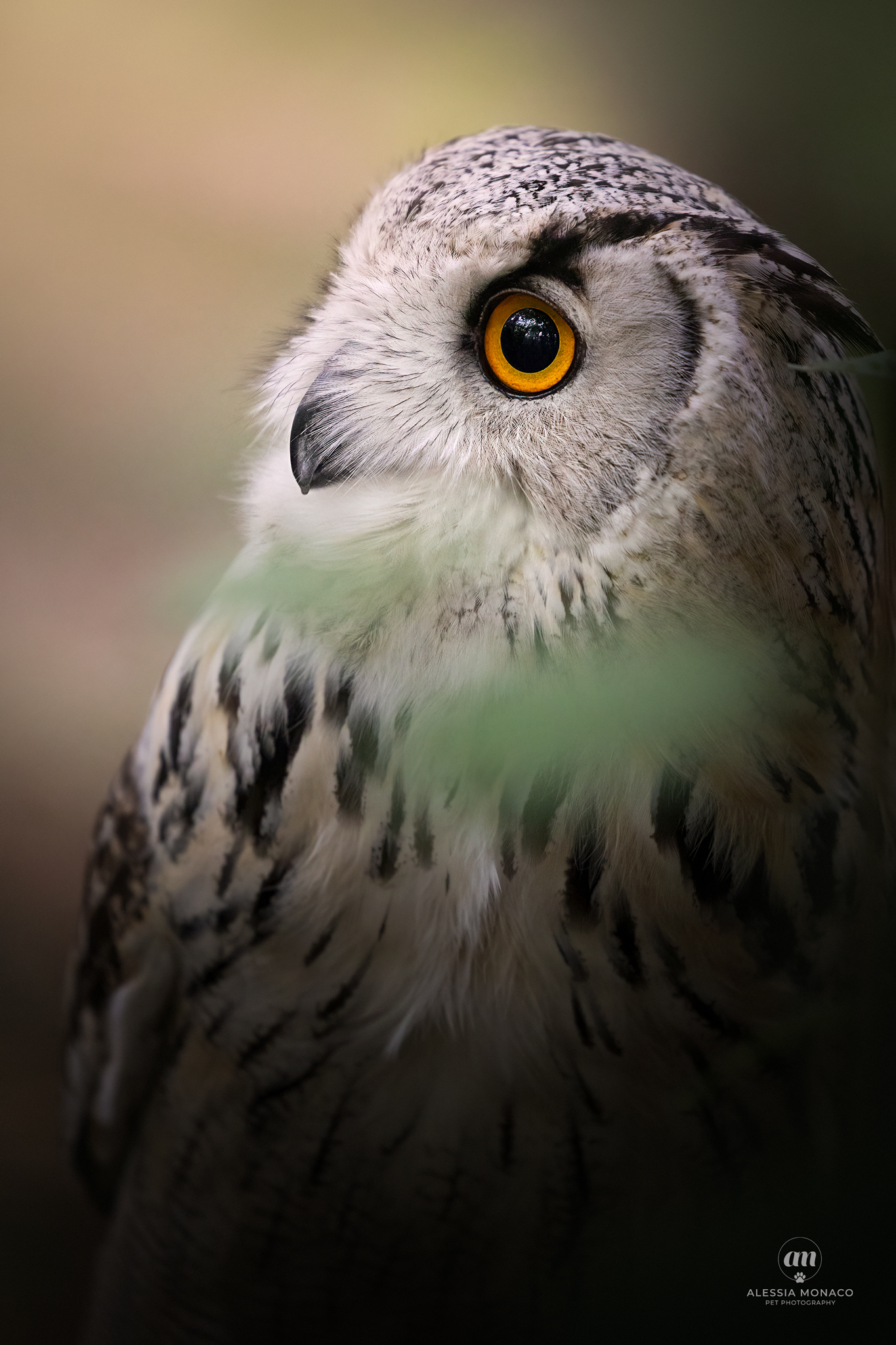 owl photography