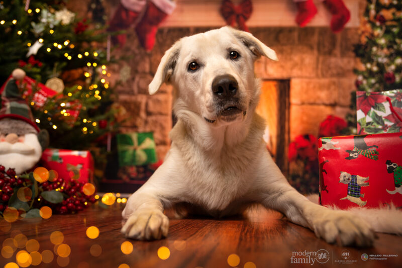shooting cani natale seregno